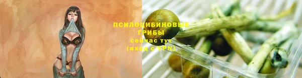 ПСИЛОЦИБИНОВЫЕ ГРИБЫ Горно-Алтайск